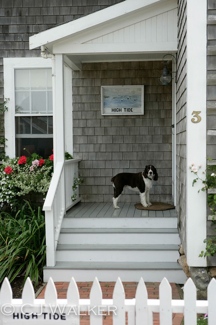 High Tide coastal cottage with Springer Spaniel